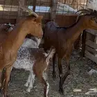 عنزيين جنوبيات