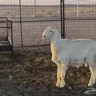 فحل حري