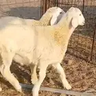 طليان للبيع