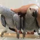 ببغاء افريقي للبيع