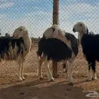 مضاريع ثنيه ورباع وسدس