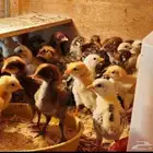 صوص بلدي وفيومي