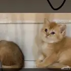 كتن سكوتش