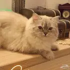 قطه للتزاوج