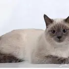 قط مفقود بالفيصليه