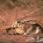 أرانب