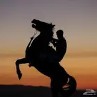 جلسه تصوير مع الخيل يوم تاسيس