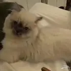 قطوه هملايا عمرها 3 شهور