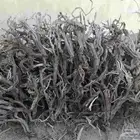 يوجد خياش رمث على 50 و ارطى