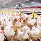 مشروع دواجن أمهات