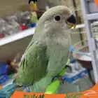 ابغى فرخ روز نهاية فطام