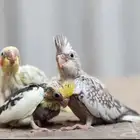 فروخ كروان روز كنيور