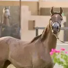 مهر واهو