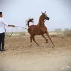 مهر واهو جمال للبيع
