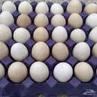 بيض براهما كولمبي كونك