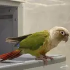 ببغاء للبيع