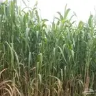 علف ذرة للبيع