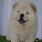 كلب شاو شاو أوكرانيا.
