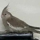 فرخ كروان هولندي