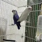 جوز روز منتج روعة