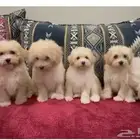 جراوي بودل لون ابيض