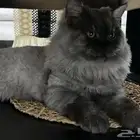قطط لتزاوج