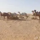 أبل