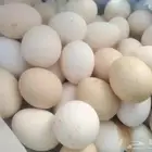 بيض بلدي الطايف