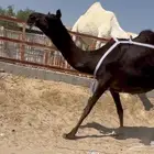 للبيع عشرا سليمه من العذاريب منوه القناي