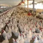 ابحث عن مشروع دواجن لاحم للايجار