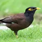 محتاجة فرخ مينا