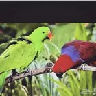 افروخ اكلكتوس