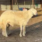 مشروع حري فاخر ( تم البيع )