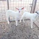 2 تيوس 3 شهور