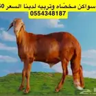 خرفان سواكن مخاصي تربيه لدينا - رغوه - شرق خميس مشيط