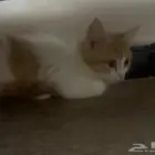قطط للتبني العاجل   بسس ل للتبني