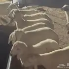 عدد 20 رأس طليان حريات