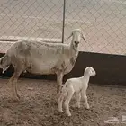 حريه سدس معها خروف