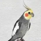 زوج كروان للبيع