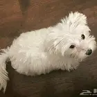 جرو مالتيز عمرها شهرين ونص