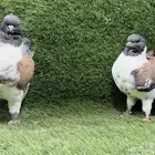 حمام مدينة أمريكي