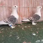 مطلوب حمام حب رمان