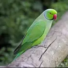 اللي ضايع منه يكلمني واتساب طبعا  اللي بالصوره مثال فقط