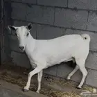 عنز جنوبيه