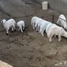 بهم العمر شهرين لشهرين ونص مرابي نظافه شرط