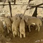 طليان حريات للبيع