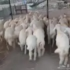 طليان نظيفه تربيه من المراح مقفله شحم