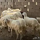 خرفان للبيع