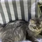 قط لتبني عمره تقريبا سنه ايضا طالب تزاوج