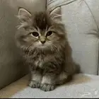 قطه للبيع انثى